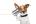 petsloveyou
